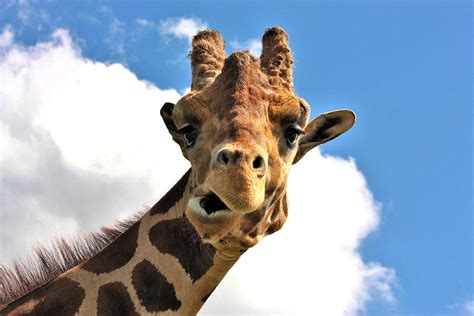 Funny Face Giraffe Photograph By Sheila Brown Pixels