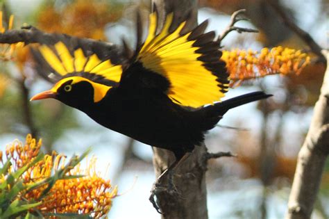 Birdlife Northern Nsw Birdlife Australia