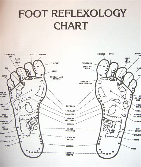 Printable Foot Reflexology Chart