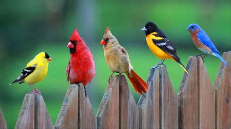 30 Cute Bird Pictures With Most Beautiful Colors Entertainmentmesh