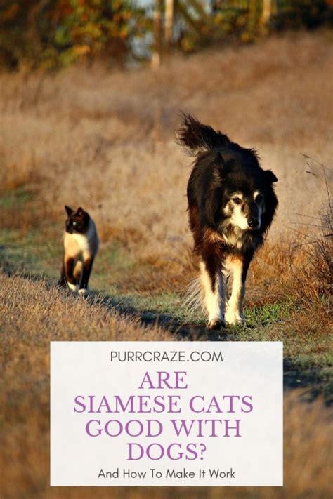 Siamese cat personality with dogs. Siamese Cats And Dogs - Purr Craze