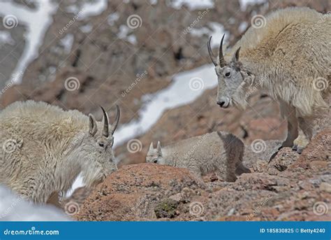 Mountain Goats Bring Their Babies Down The Mountain To Forage Green