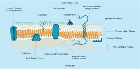 Proteins are large, complex molecules found in living things. Membranes II | Biology | Visionlearning