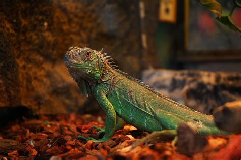 Barcelona Photoblog: Exotic animals at La Rambla: Iguana
