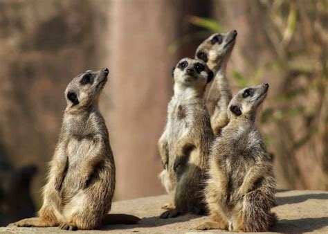 Suricata Suricatta Acuarios Y Mascotas