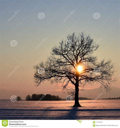 Beautiful Winter Sunset Lithuania Landscape Stock Image