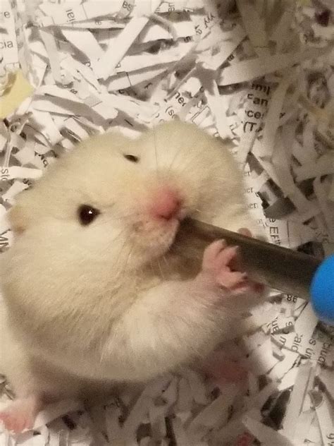 Cubby Hamster Cute Fluffy Pets Hd Phone Wallpaper Peakpx