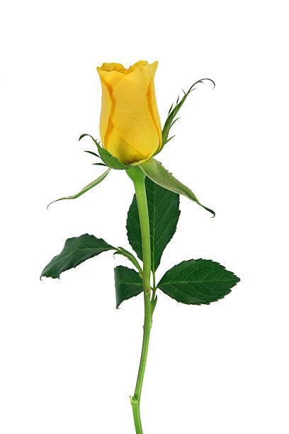 Long Stem Yellow Rose Stock Photos Pictures And Royalty Free Images Istock