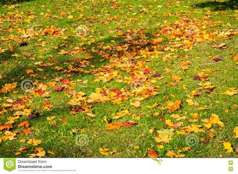 Dead Autumn Fall Leaves Season Laying Ground Grass Orange