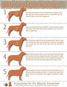 Vet 39 S Tips For Pet Store Owners How To Advise On Best Diets For Dogs