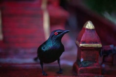 Amazing Black Birds With Red Eyes Photos Key Facts