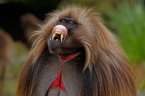 Gelada Facts, History, Useful Information and Amazing Pictures