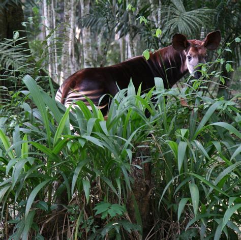 5 Weird And Wonderful Facts About The Okapi Africa Geographic