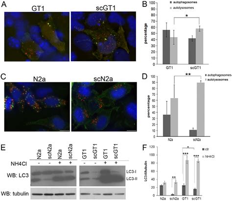 Autophagic Flux In Non Infected And Prioninfected Gt1 And N2a Cells