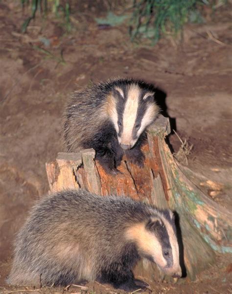 Two Badgers Tree Stump Animals And Pets Animals Badger