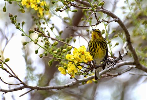 Baugh's Blog: Photo Essay: Birds of Cozumel, Mexico