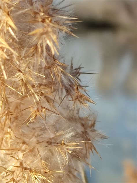 Reed In The Camargue Free Stock Photo Public Domain Pictures
