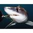 Thresher Shark  Moondance Charters Of Montauk