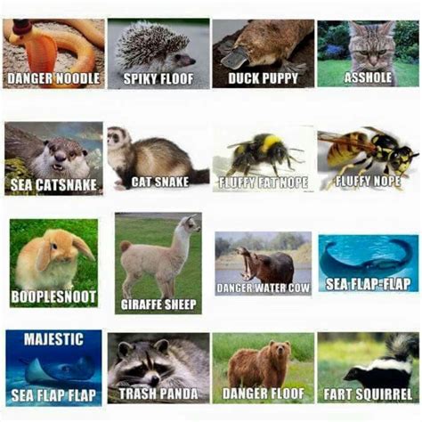 Bahahaha Funny Animal Names Cute Funny Animals Animal Jokes