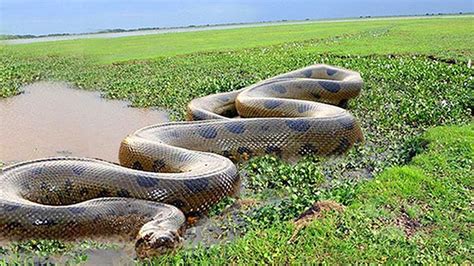 दुनिया का सबसे बडा सांपworlds Biggest Snake Biggest Python Snake