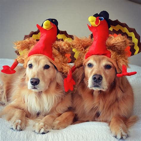 14 Dogs Whose Thanksgiving Posts Are Better Than Your Holiday Card