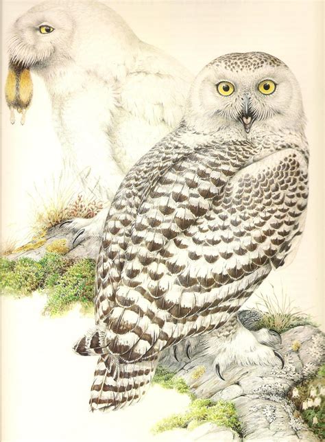 Owls Avian Review