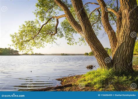 Scenic Tree On Shore Of Lake At Warm Summer Evening Landscape Of River