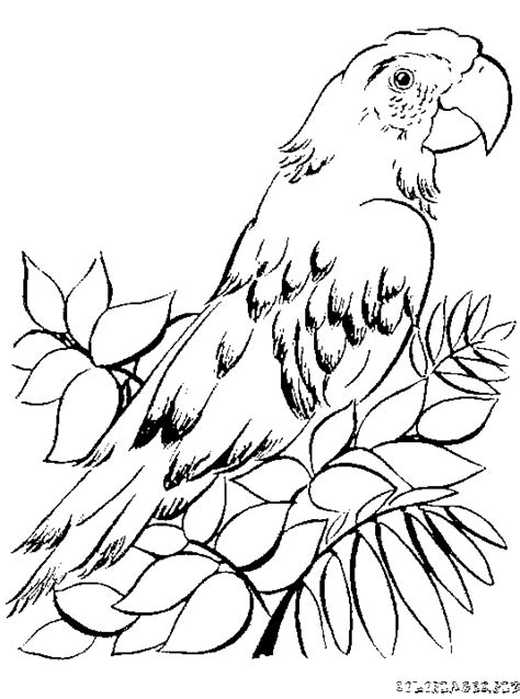 Coloriage Beau Perroquet Gratuit Animaux