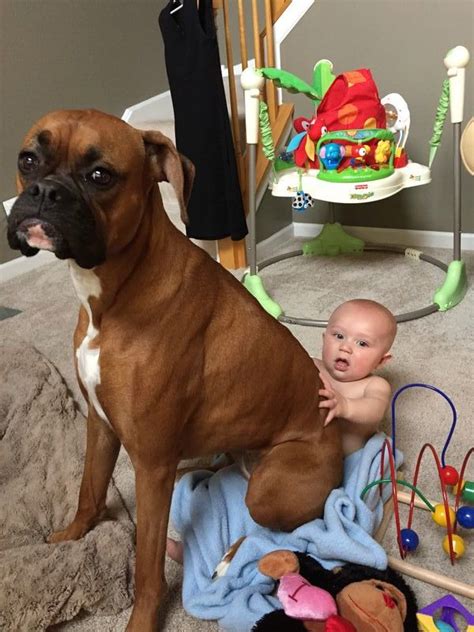 No Lap Too Small To Fight Lex Luther Boxer Dog Boxer Love Boxer