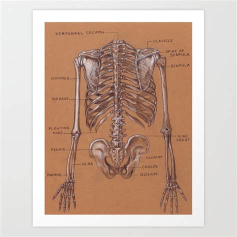 This muscle dorsally tips the pelvis, ventrally flexes the torso, and lowers the ribs. Torso Anatomy Diagram / Muscles Of The Neck And Torso ...
