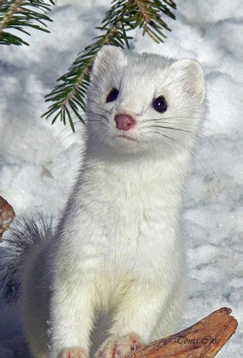 Stoat The Stoat Mustela Erminea Also Known As The Short Tailed