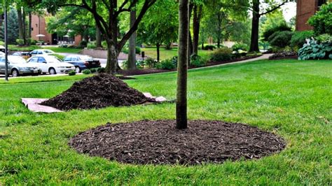 Still, the island continues to whisper—fragmented pieces of truth and chatter, until a letter arrives two decades later, carrying a confession that shatters the family even further. How to Properly Mulch Your Trees | Angie's List