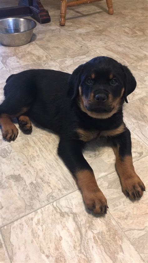 Click the button below to reserve your puppy and pay the deposit. My Kaiserhaus Rottweiler puppy Brown City Michigan | Rottweiler, Rottweiler puppies