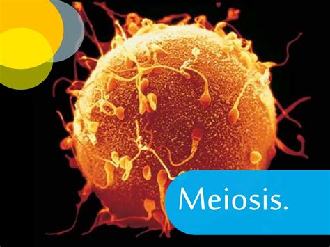 Ppt Meiosis Powerpoint Presentation Free Download Id1917363