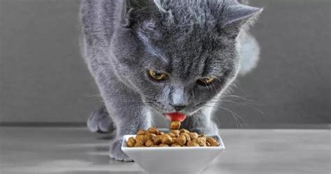 While leaving the task to a reputable brand is always better, making your own cat food can be beneficial and. Low Phosphorus Cat Food that Any Cat Owner Should Know ...