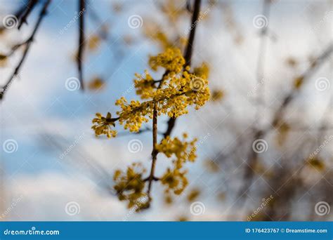 Spring Always Comes Back Flowering Tree Stock Image Image Of Tree