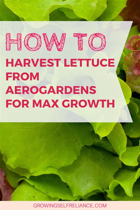Also, it requires minimal maintenance. Grow More Food By Harvesting Lettuce This Way From Your ...