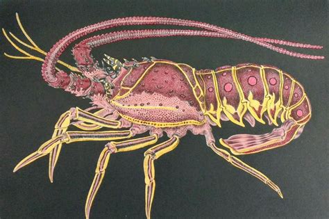 Spiny Lobster Drawn By Tim Jeffs Colored By Susan Lobster Drawing