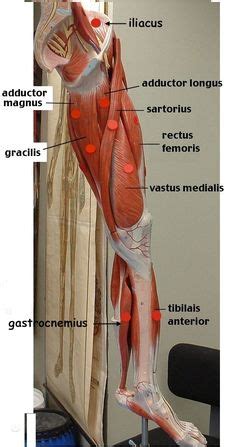 Understanding the structure of a muscle fiber. Anterior view and posterior view of the human leg muscles anatomy | Nursing student | Muscle ...