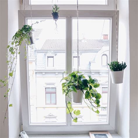 Maybe you would like to learn more about one of these? Window decoration hanging plants