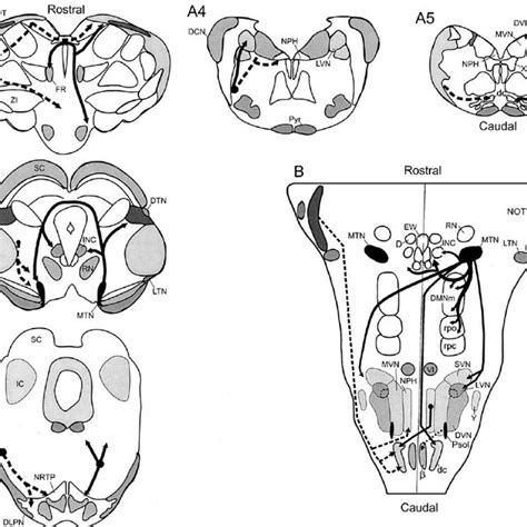 Pdf Central Vestibular System Vestibular Nuclei And Posterior Cerebellum