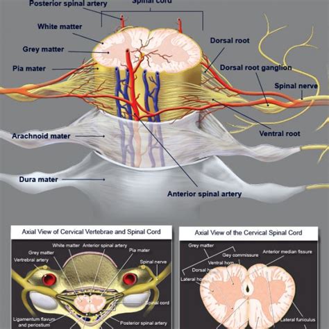 Anatomy Of The Spinal Cord Trialexhibits Inc