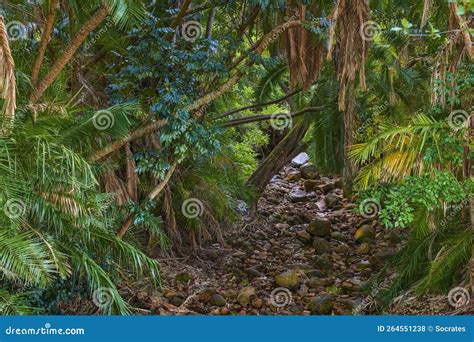 A Creek In A Rainforest At Oahu Hawaii Stock Photo Image Of Summer