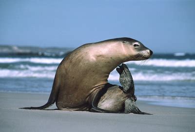 Sea lion and seal are marine pinnipedian mammals with very close affinities and easy to confuse. Seals and Sea Lions (and Walruses) - Seals and Sea Lions ...