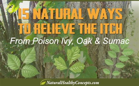 15 Natural Home Remedies For Poison Ivy Oak And Sumac Healthy Concepts