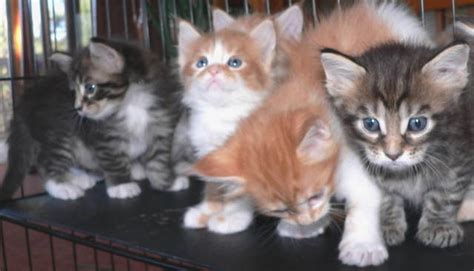 Related searches for craigslist used scaffolding for sale 2020 new galvanized ringlock craigslist used scaffolding scaffolding prices for sale. Adorable Maine Coon kittens the Gentle Giants FOR SALE ...