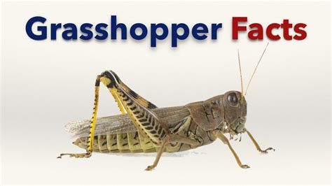 Grasshopper Facts For Kids Youtube Grasshopper Facts Facts For
