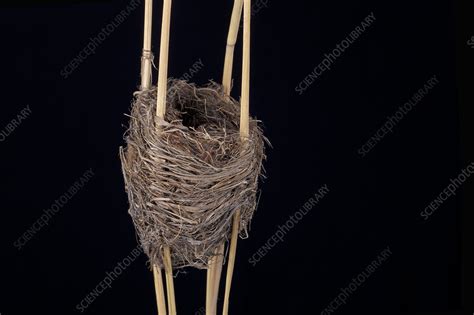 Reed Warbler Nest Stock Image C0408178 Science Photo Library