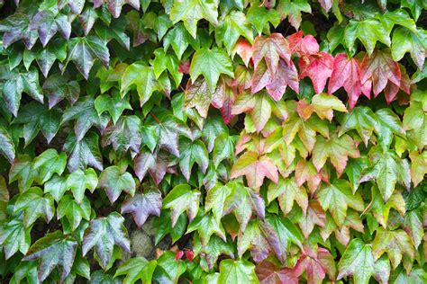 10 Types Of Ivy Every Plant Lover Should Know