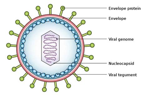 Labeled Virus Diagram 101 Diagrams